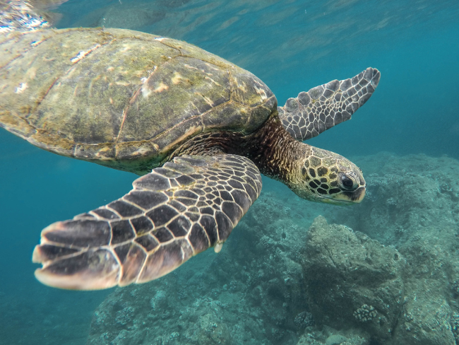 Scubadiving and snorkeling in Gili Air